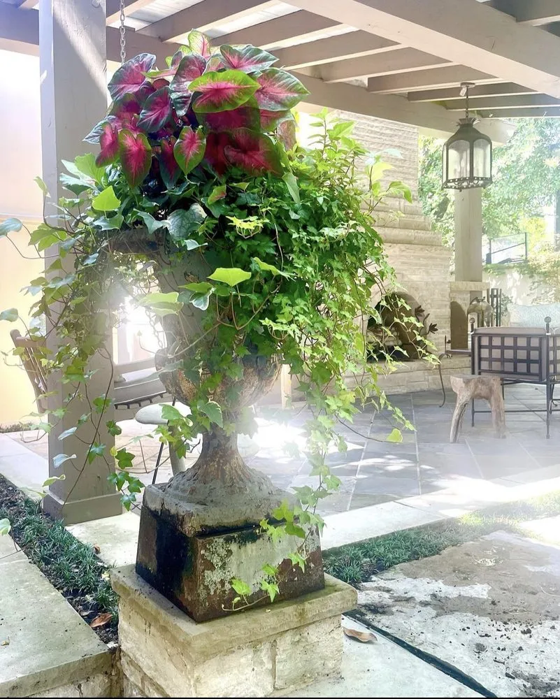 Trusted yard cleanup service for beautiful yards in Dallas, TX by Radiant Gardens Dallas