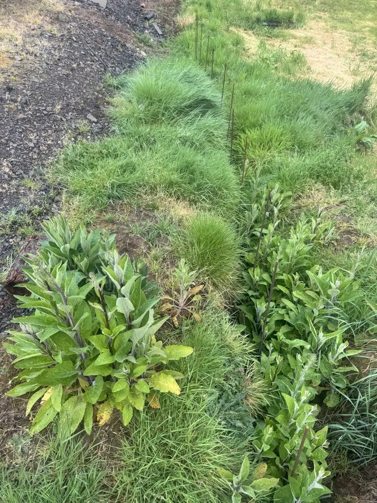 Professional landscaping services in Longview, WA by Radillo’s Landscaping And More