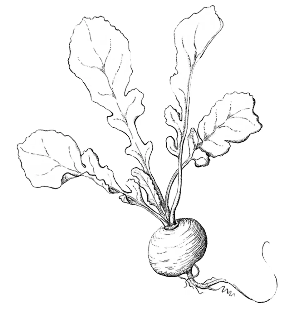 Reliable landscape installation in Portland, OR - Radish Gardens