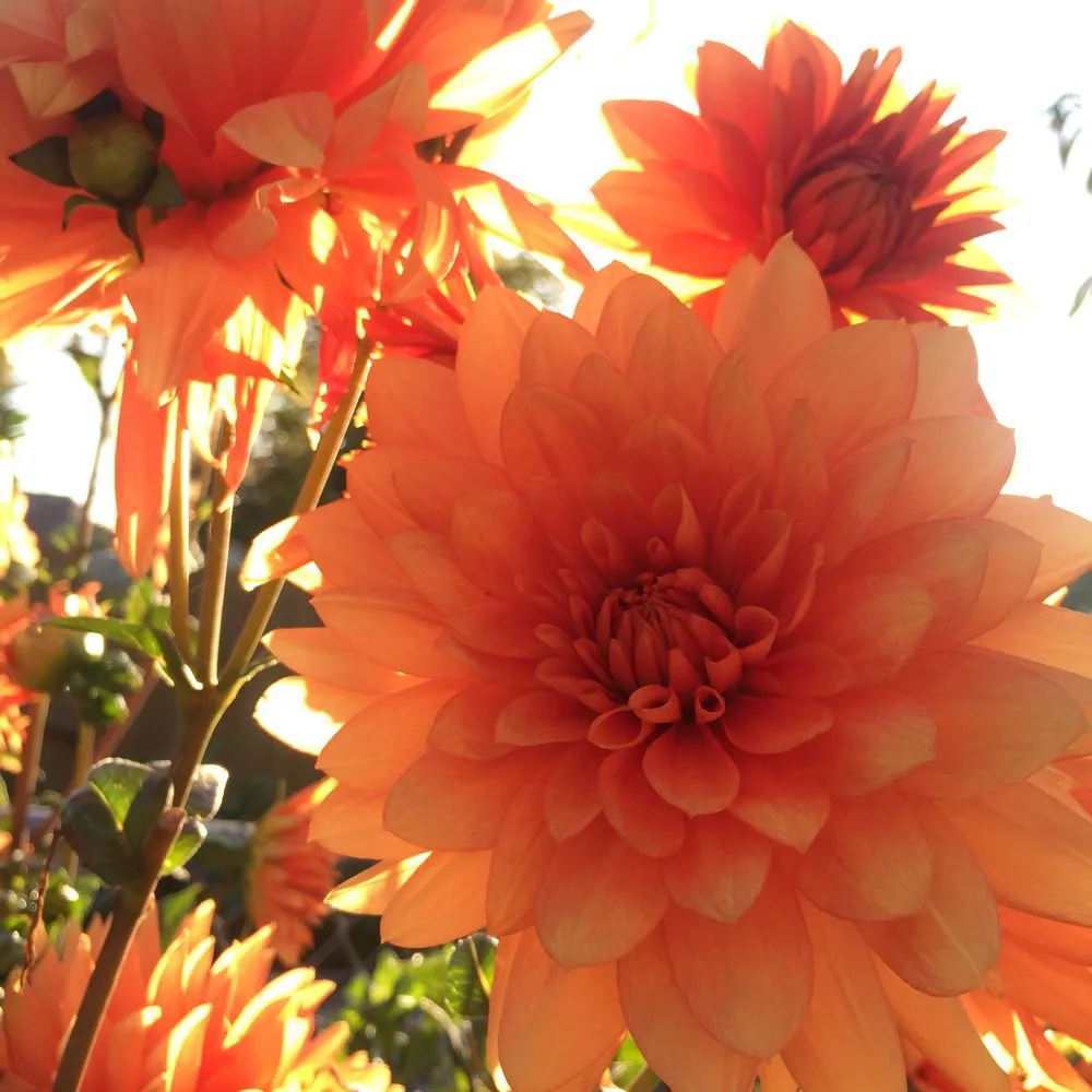 Expert landscape installation for year-round maintenance across Portland, OR - Radish Gardens