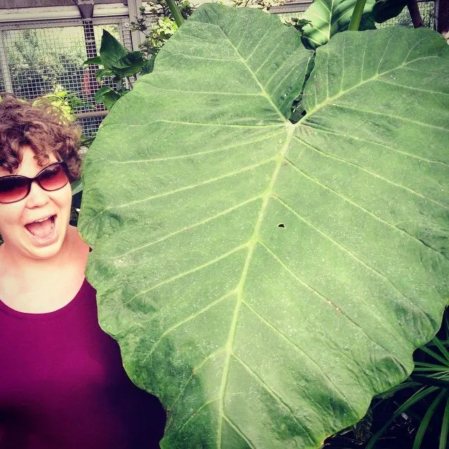 Reliable outdoor landscaping in Portland, OR - Radish Gardens