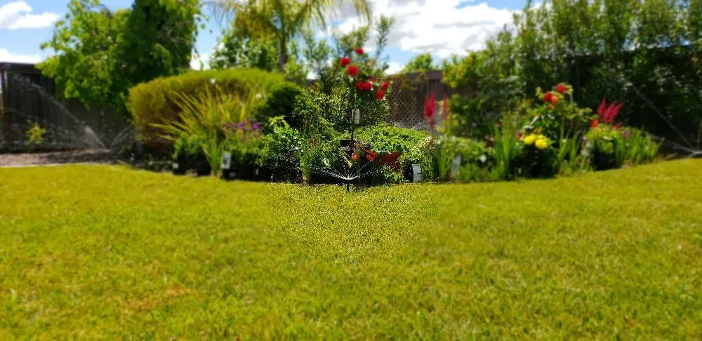 Professional yard cleanup service in Bay Point, CA - Rafael Gardening Service