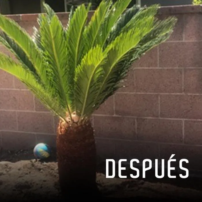 Trusted garden landscaping for outdoor upgrades across Stanton, CA - Rafael Gardening Services