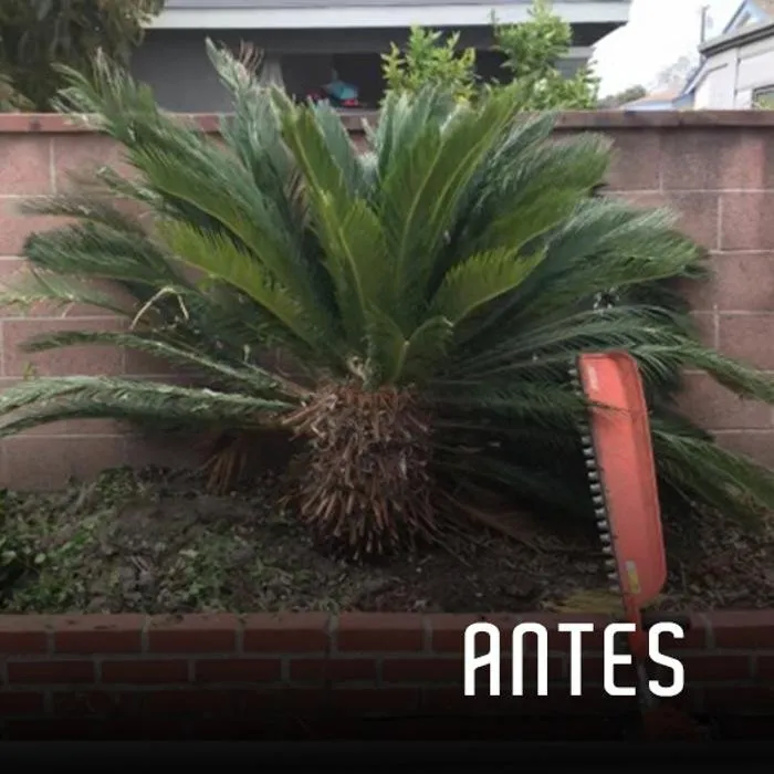 Professional landscaping services for year-round maintenance in Stanton, CA by Rafael Gardening Services