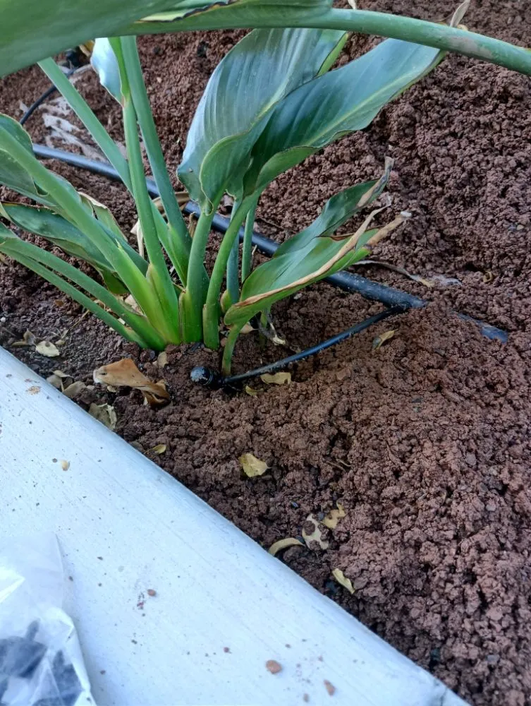 Professional residential landscaping in Romoland, CA - Rafael Gil Landscape