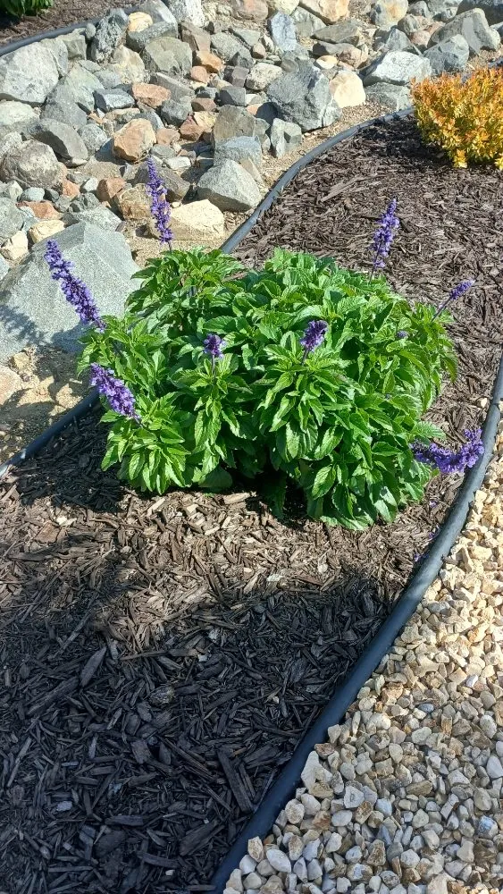 Affordable outdoor landscaping experts serving Romoland, CA - Rafael Gil Landscape