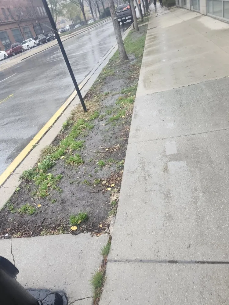 Top-rated lawn mowing service in Chicago, IL by Rafael Landscaping