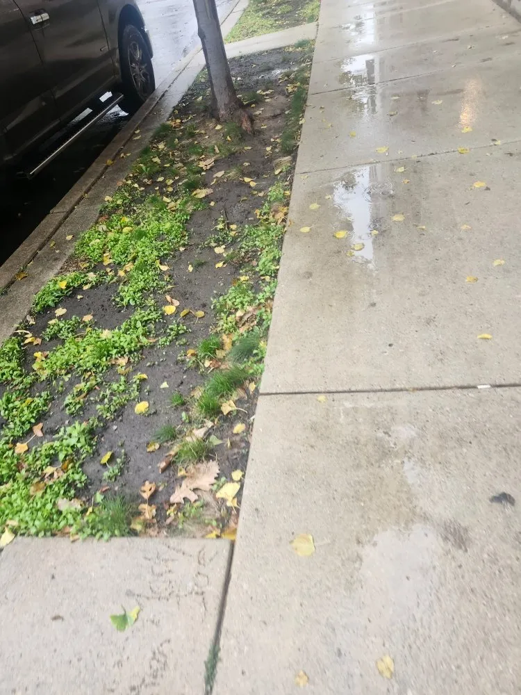 Top-rated yard maintenance with custom design across Chicago, IL - Rafael Landscaping