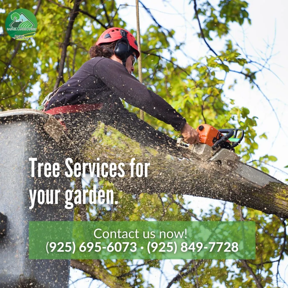 Professional garden landscaping in Concord, CA by Rafael Landscaping