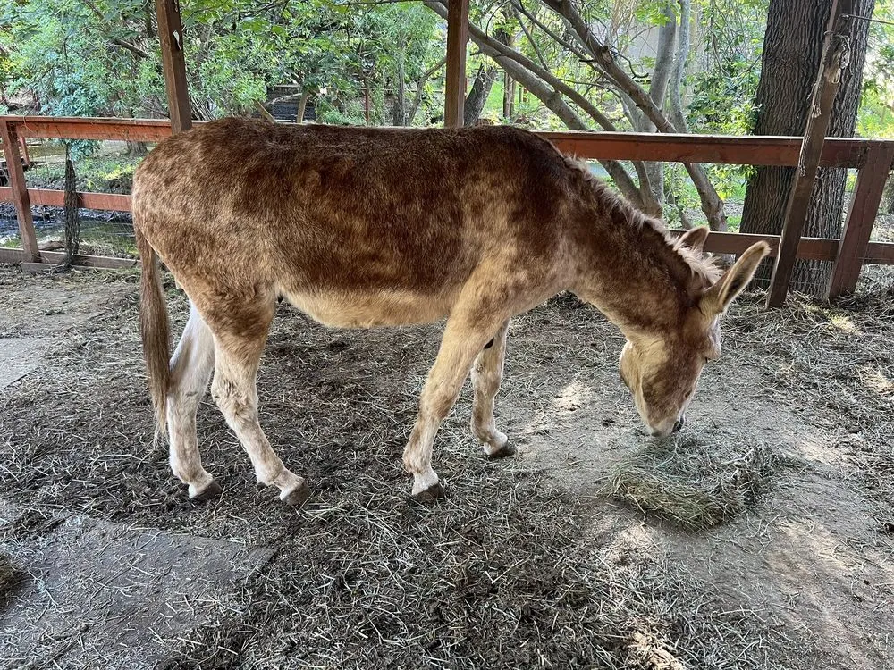 Custom lawn care service experts serving Concord, CA - Rafael Landscaping