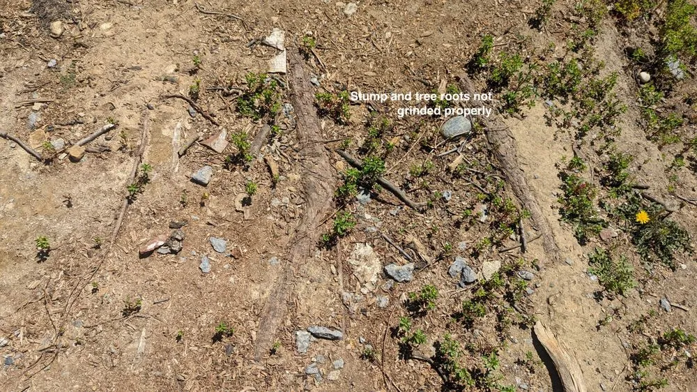 Reliable yard maintenance in Concord, CA - Rafael Landscaping