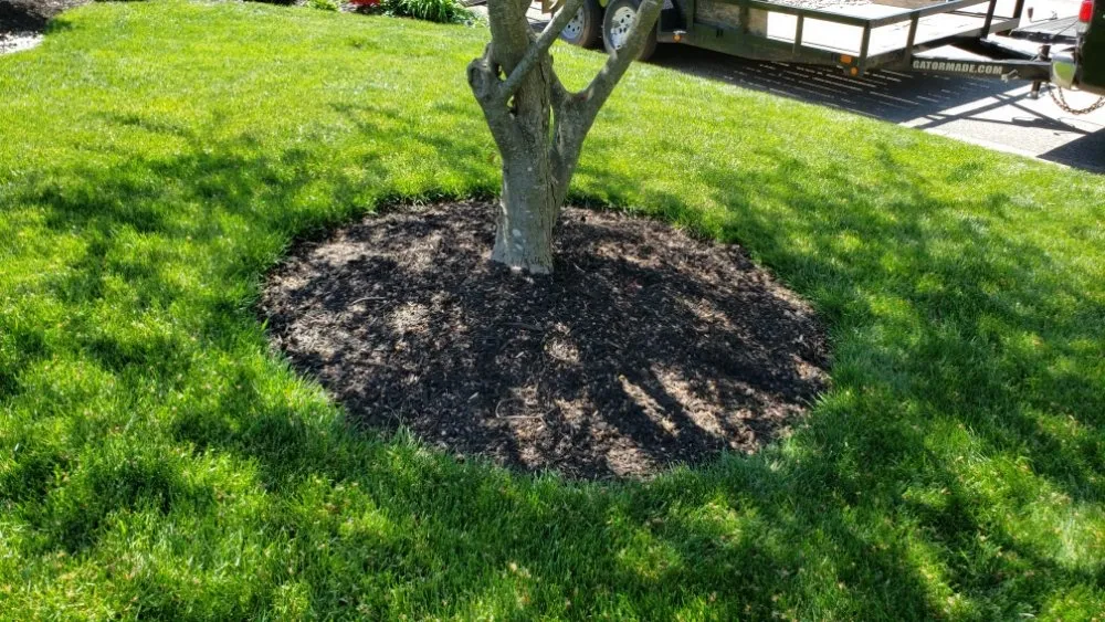 Affordable landscaping services in Simpsonville, KY - Rafael Tree Services and Landscape