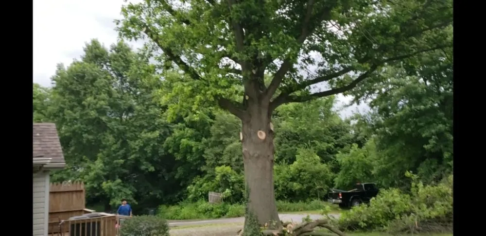 Custom lawn mowing service in Simpsonville, KY - Rafael Tree Services and Landscape