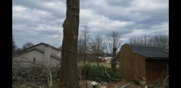 Rafael Tree Services and Landscape