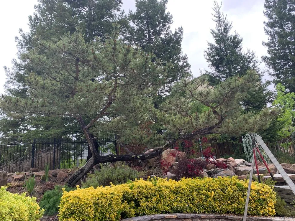 Top-rated landscaping services in Concord, CA by Rafael's Landscaping