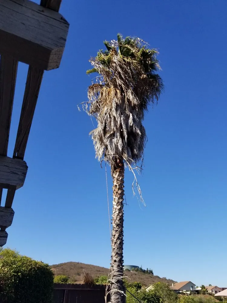 Affordable landscaping services with custom design in San Diego, CA by Rafael's Landscaping