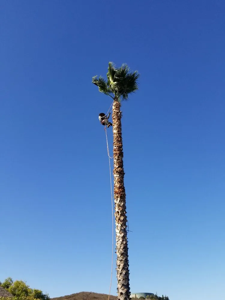 Trusted yard maintenance in San Diego, CA - Rafael's Landscaping