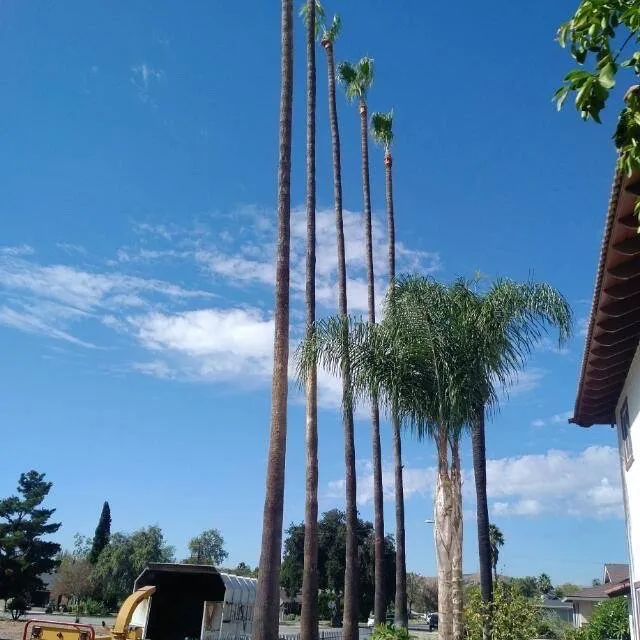 Professional yard maintenance experts serving Jurupa Valley, CA - Rafael’s Tree Service & Landscaping