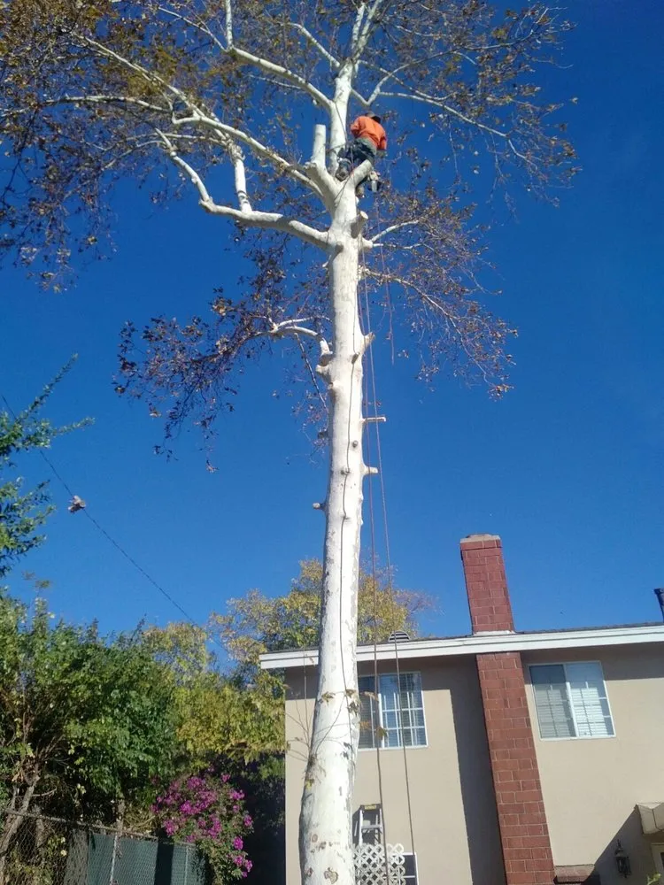 Professional yard maintenance with custom design in Jurupa Valley, CA by Rafael’s Tree Service & Landscaping