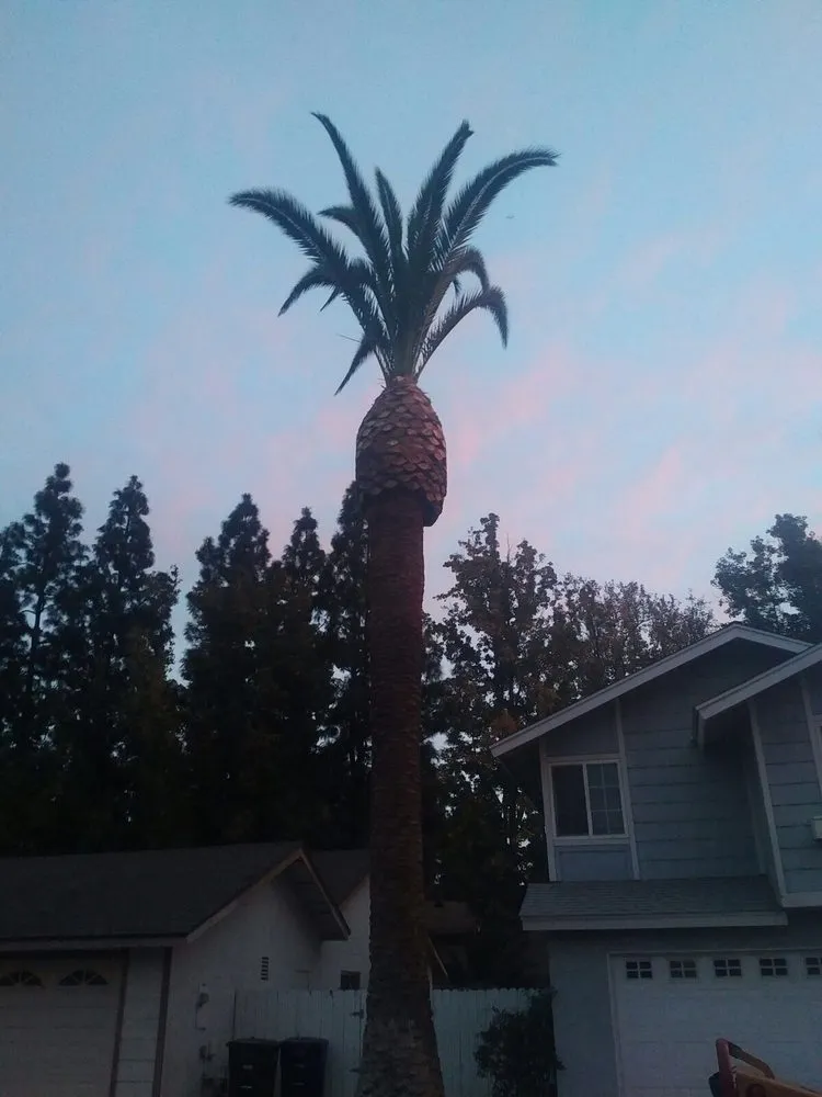 Expert yard maintenance near you in Jurupa Valley, CA by Rafael’s Tree Service & Landscaping