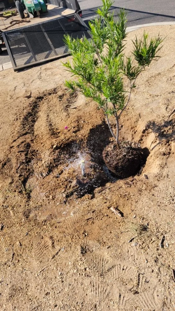 Affordable lawn care service near you in Las Cruces, NM by Rafter Landscaping