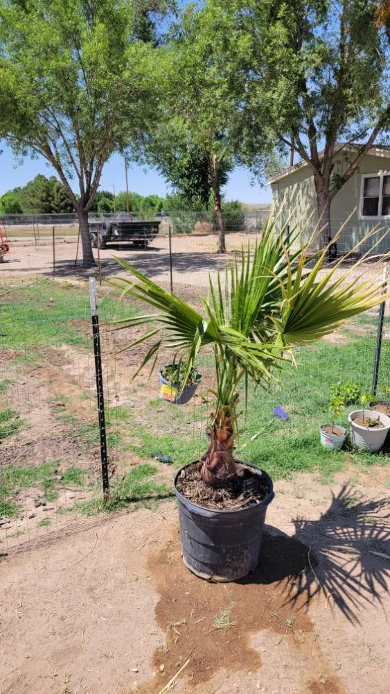 Local residential landscaping in Las Cruces, NM - Rafter Landscaping