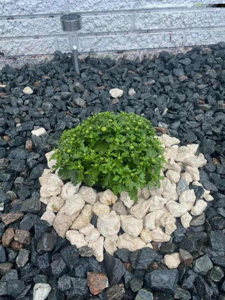 Custom residential landscaping for homes across West Palm Beach, FL - Rahman Services