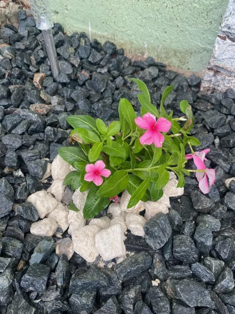 Affordable landscaping services for homes across West Palm Beach, FL - Rahman Services