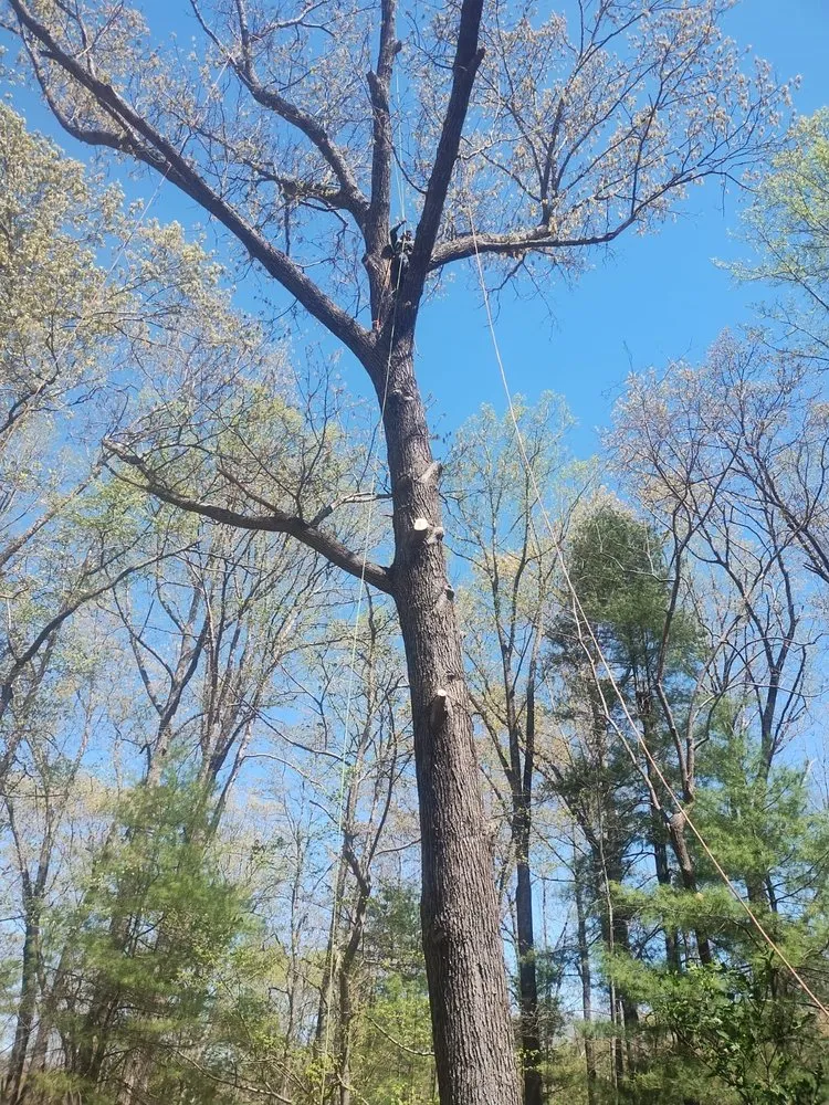 Affordable lawn care service for beautiful yards in Culpeper, VA by Rain Drops