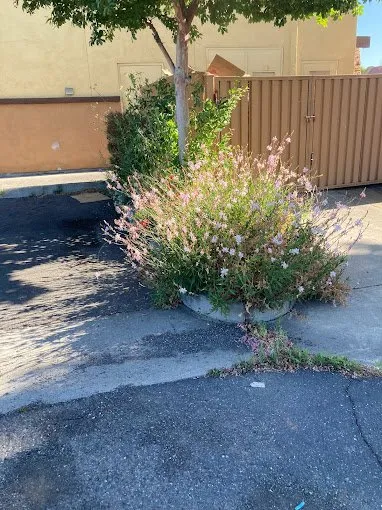 Custom lawn care service in Vacaville, CA by Rain Forest Gardening Services