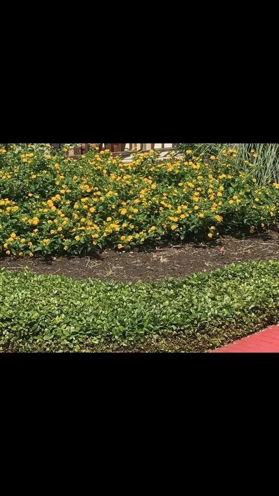 Affordable landscaping services in San Marcos, TX by Rain-gler Landscaping