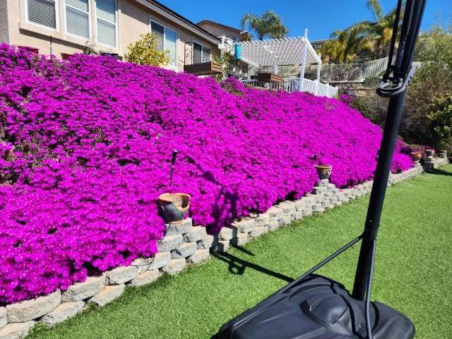 Trusted landscape installation in Alpine, CA - Rain Professional Landscape Services