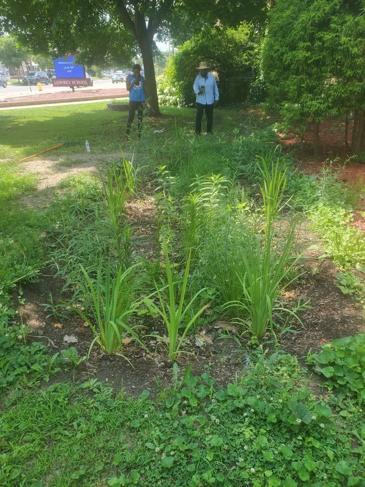 Trusted landscape installation experts serving Detroit, MI - Rain Roots Collective