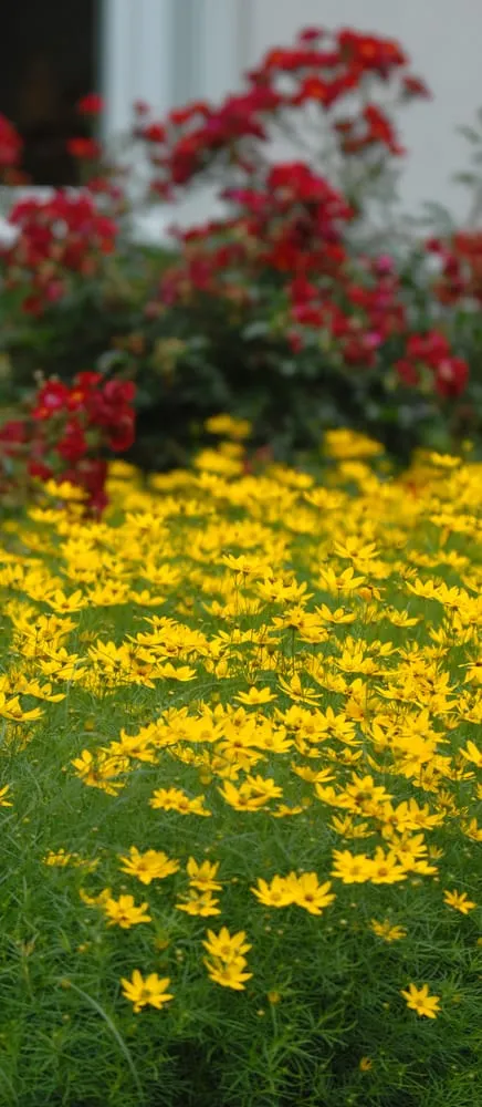 Reliable landscape installation for outdoor upgrades across Naperville, IL - Rainbow Garden Designs