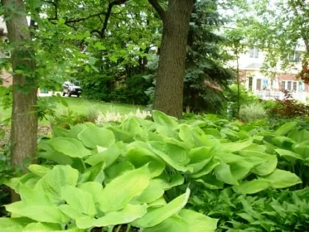 Reliable residential landscaping experts serving Naperville, IL - Rainbow Garden Designs