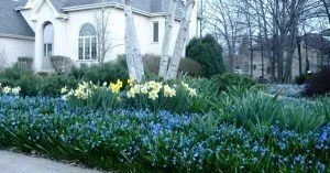 Trusted yard maintenance experts serving Naperville, IL - Rainbow Garden Designs