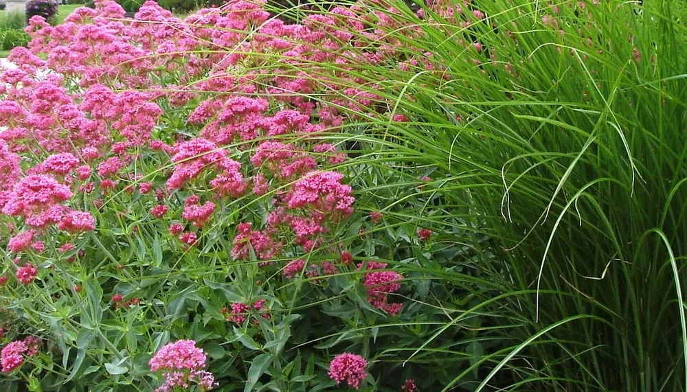 Professional yard maintenance in Naperville, IL by Rainbow Garden Designs