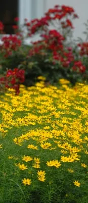 Rainbow Garden Designs Logo