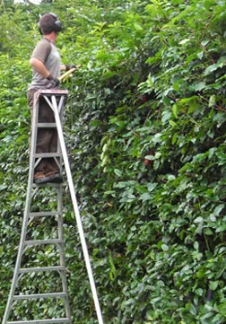 Local outdoor landscaping experts serving Everett, WA - Rainbow Gardening & Landscaping