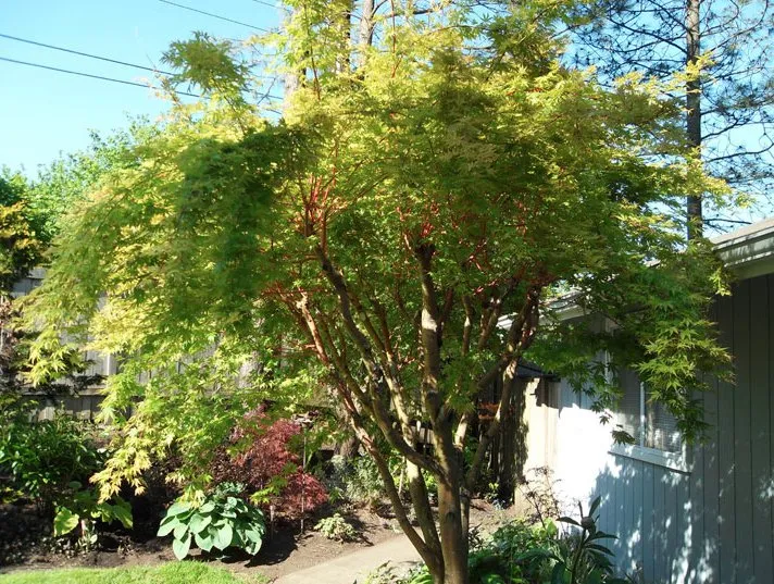 Top-rated garden landscaping experts serving Everett, WA - Rainbow Gardening & Landscaping