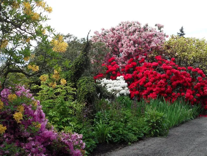 Reliable landscaping services in Everett, WA by Rainbow Gardening & Landscaping