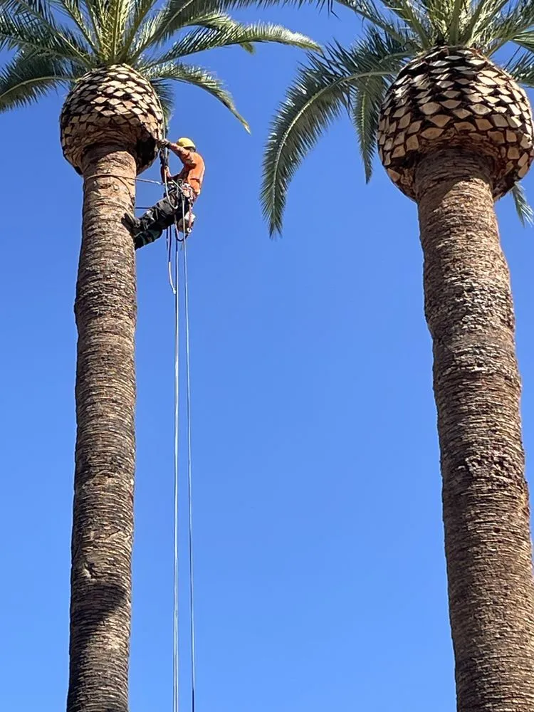 Expert residential landscaping near you across Redlands, CA - Rainbow Landscaping