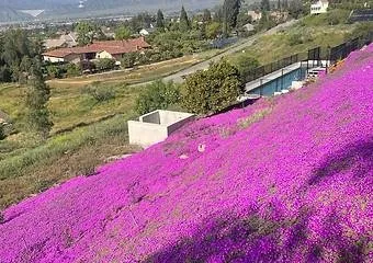 Professional outdoor landscaping experts serving Redlands, CA - Rainbow Landscaping