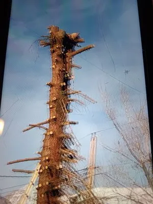 Rainbow Landscaping Logo