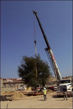 Reliable yard cleanup service for homes across Fallbrook, CA - Rainbow Specimen Trees