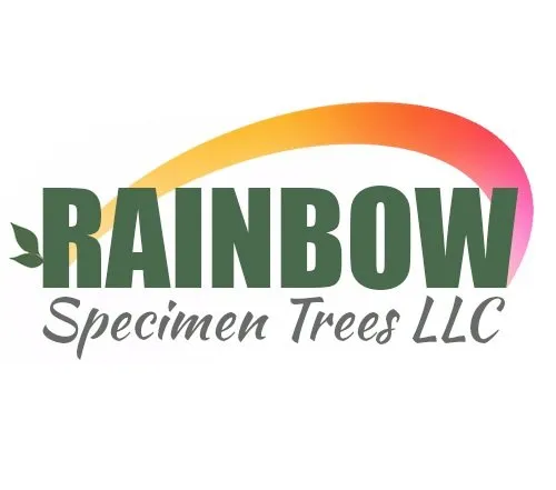 Local residential landscaping in Fallbrook, CA - Rainbow Specimen Trees