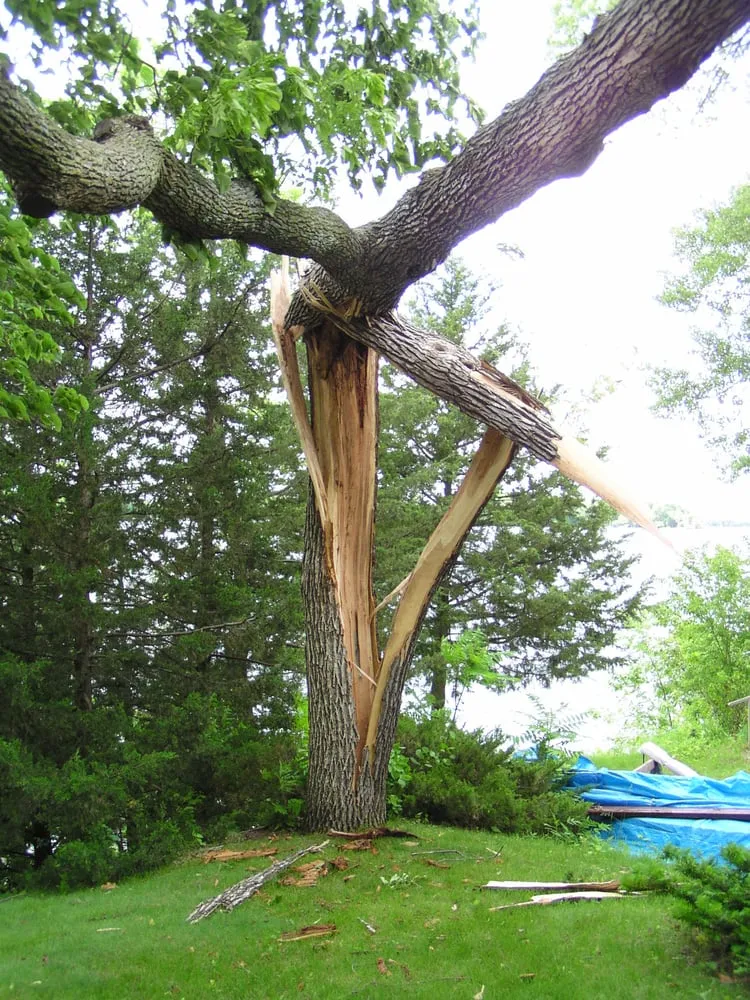 Local yard cleanup service for residential properties across Minnetonka, MN - Rainbow Treecare