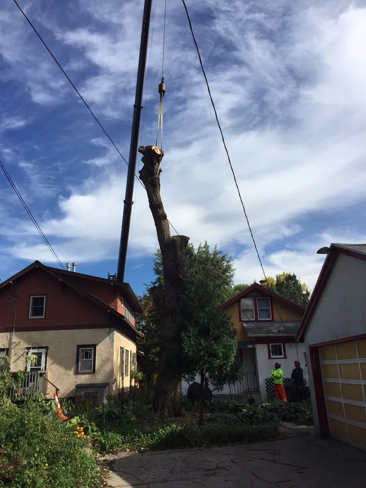 Local yard maintenance for outdoor upgrades across Minnetonka, MN - Rainbow Treecare