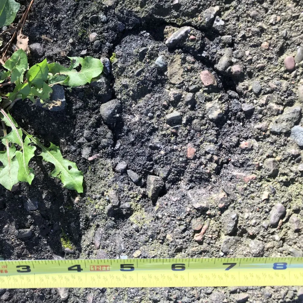 Affordable yard cleanup service experts serving Minnetonka, MN - Rainbow Treecare