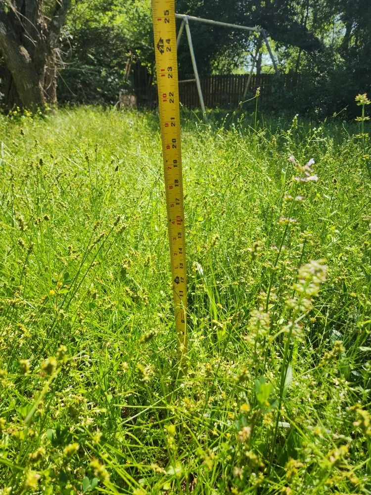 Trusted lawn mowing service in Livingston, TX by Rainbows Yard Maintenance